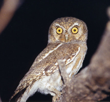 Photo (9): Elf Owl