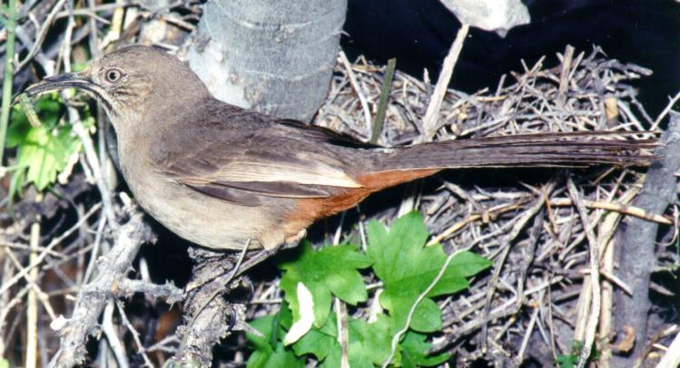 Photo (2): Crissal Thrasher