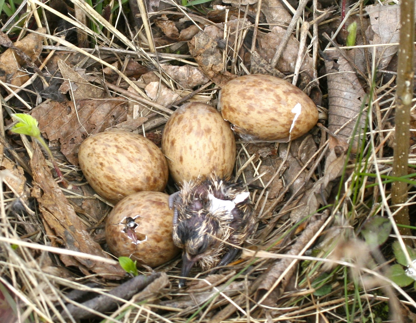 Image (9): Bécasse d'Amérique