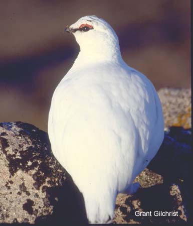 Photo (4): Rock Ptarmigan