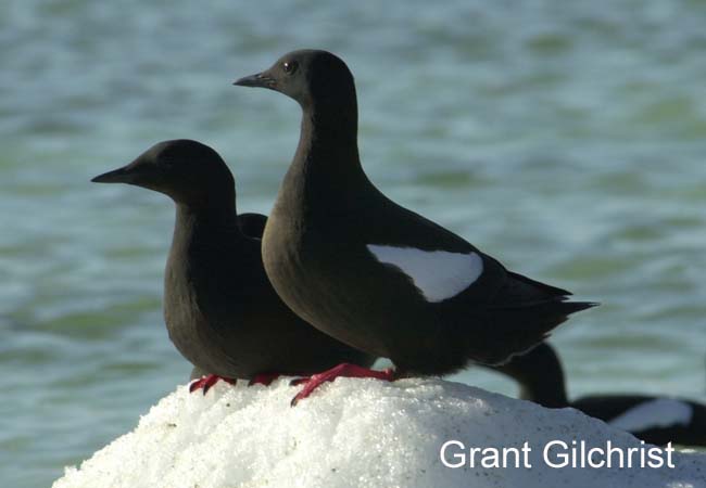 Photo (2): Black Guillemot
