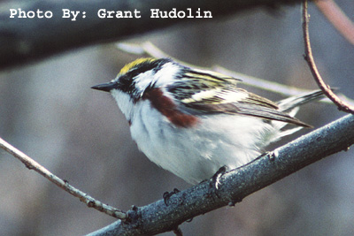 Photo (11): Chestnut-sided Warbler