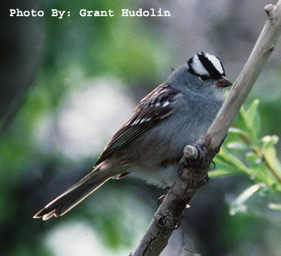 Photo (7): White-crowned Sparrow