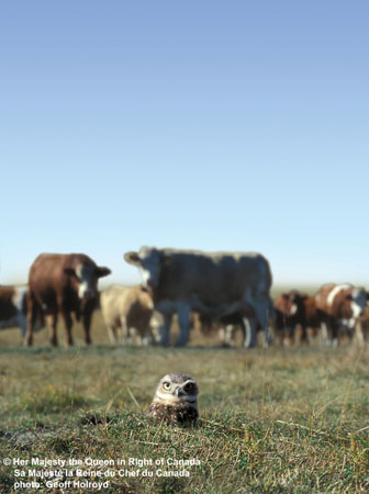 Photo (11): Burrowing Owl
