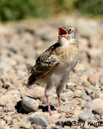 Photo (7): Sprague's Pipit