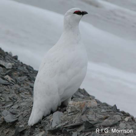 Photo (5): Rock Ptarmigan