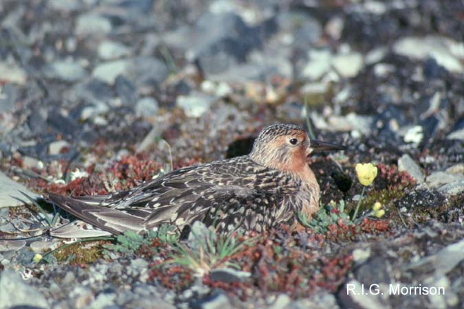 Photo (5): Red Knot
