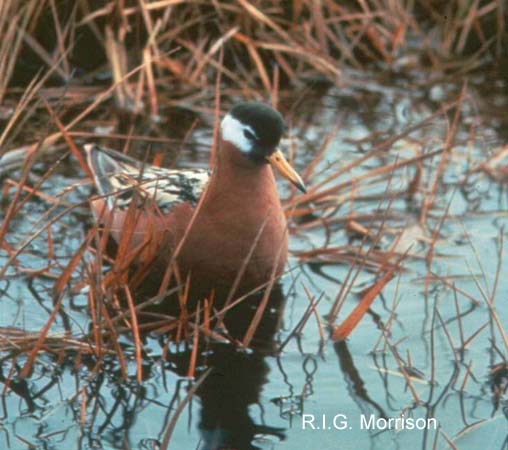 Photo (5): Red Phalarope