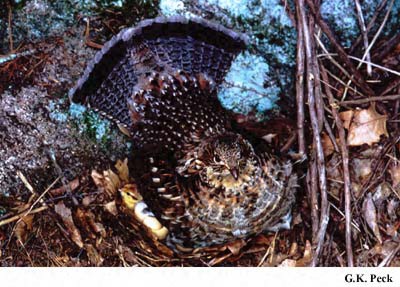 Photo (5): Ruffed Grouse