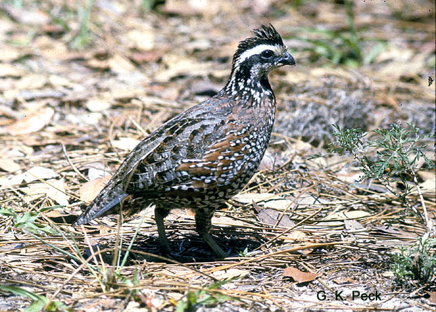 Photo (12): Northern Bobwhite