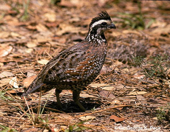 Photo (3): Northern Bobwhite