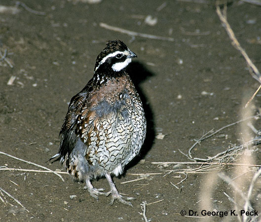 Photo (13): Northern Bobwhite