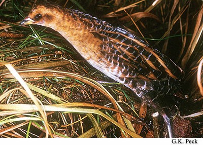 Photo (1): Yellow Rail
