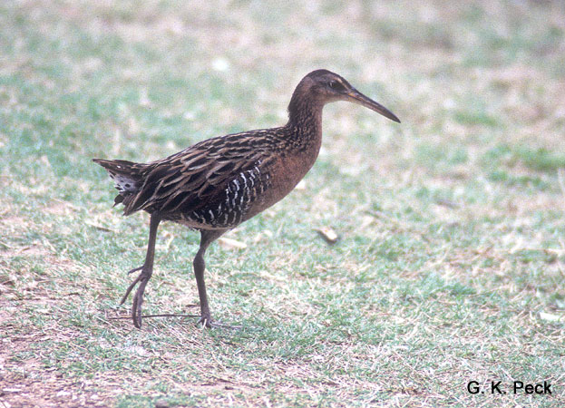 Photo (13): King Rail