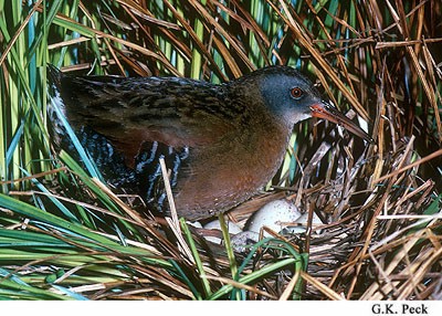 Photo (25): Virginia Rail