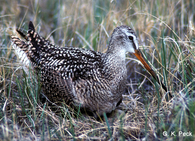 Photo (21): Marbled Godwit