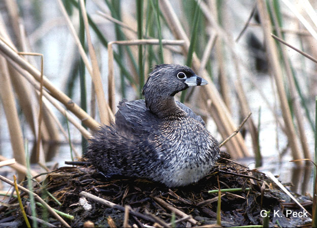 Photo (21): Pied-billed Grebe