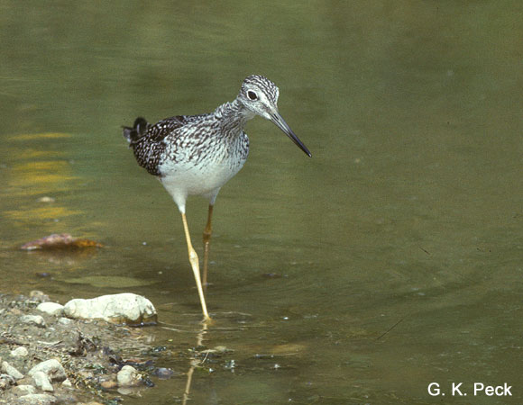 Photo (4): Greater Yellowlegs