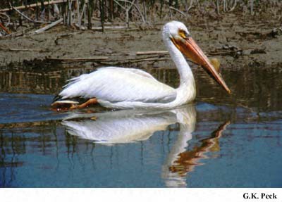 Photo (13): American White Pelican