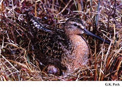 Photo (6): Short-billed Dowitcher