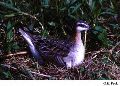 Image (9): Phalarope de Wilson