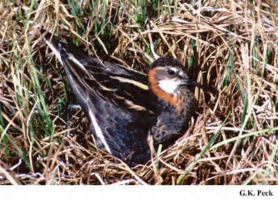 Photo (9): Red-necked Phalarope