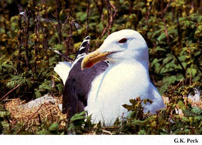 Photo (11): Great Black-backed Gull