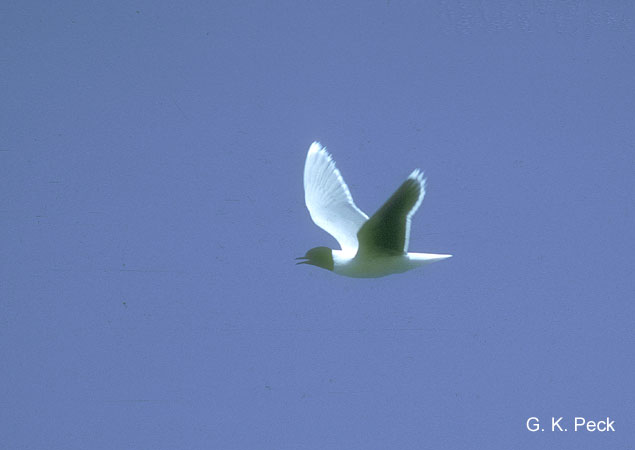 Photo (2): Little Gull