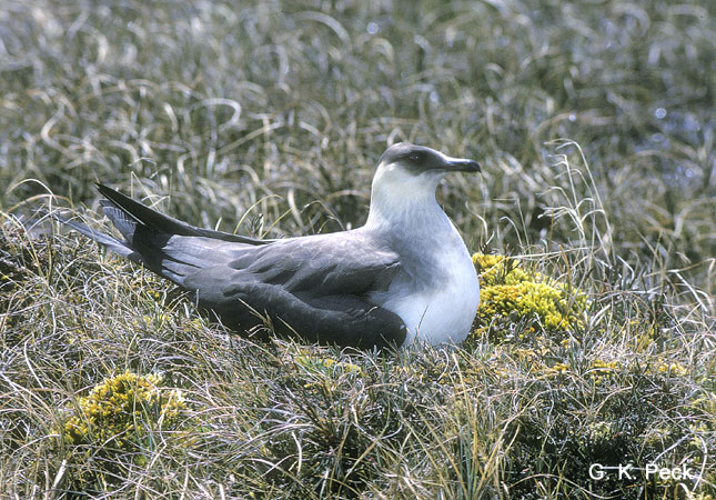 Photo (1): Parasitic Jaeger