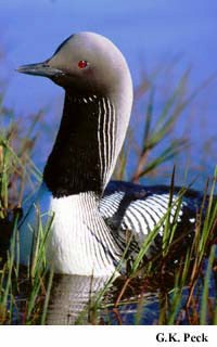 Photo (4): Pacific Loon