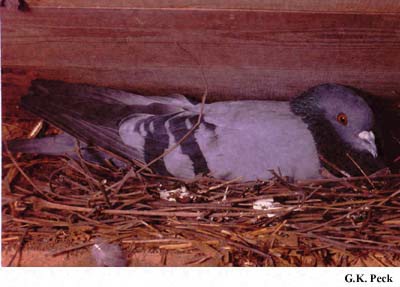 Photo (9): Rock Pigeon