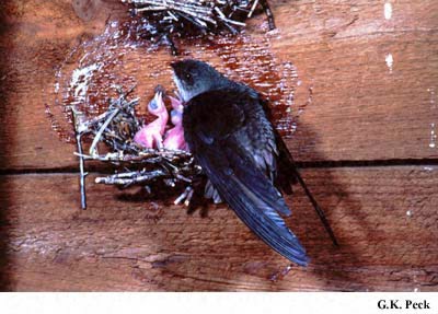 Photo (2): Chimney Swift