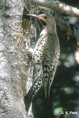Photo (30): Northern Flicker
