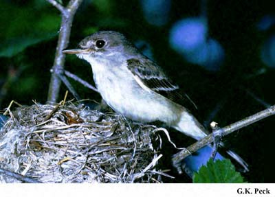 Photo (7): Willow Flycatcher