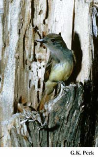Photo (21): Great Crested Flycatcher