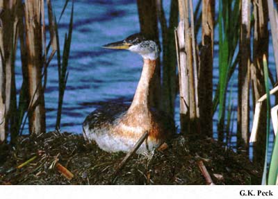Photo (10): Red-necked Grebe