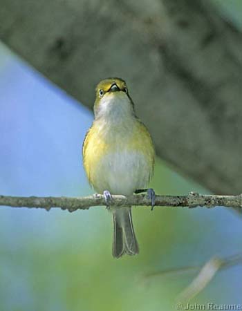 Photo (6): White-eyed Vireo
