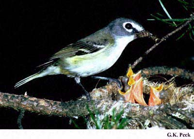 Photo (23): Blue-headed Vireo