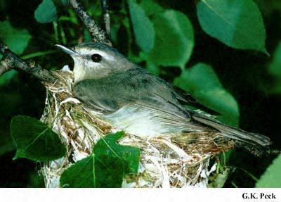 Photo (13): Philadelphia Vireo