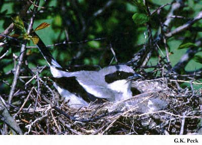 Photo (22): Loggerhead Shrike