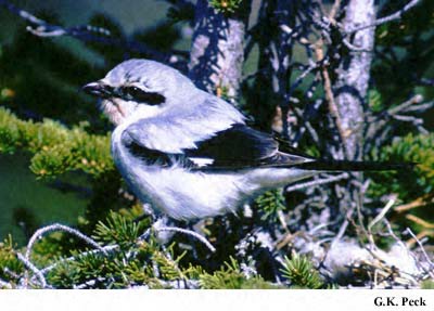 Photo (3): Northern Shrike