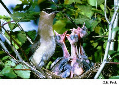 Photo (27): Cedar Waxwing