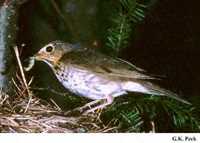 Photo (6): Swainson's Thrush