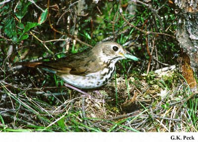 Photo (19): Hermit Thrush