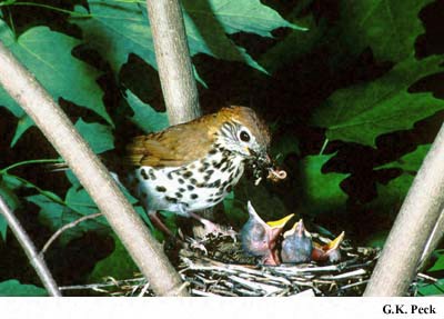 Photo (21): Wood Thrush