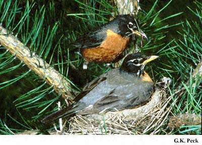 Photo (22): American Robin