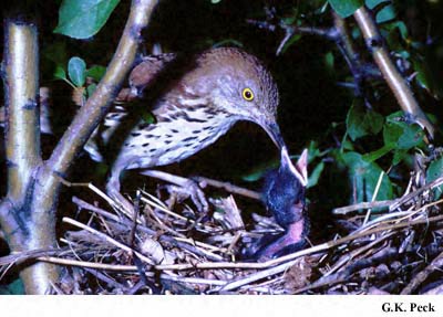 Photo (22): Brown Thrasher