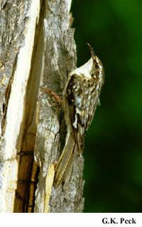 Photo (18): Brown Creeper