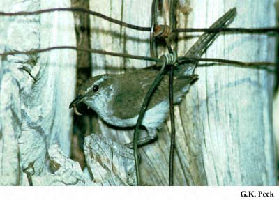 Photo (11): Bewick's Wren