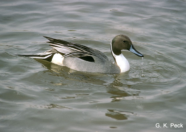 Photo (17): Northern Pintail